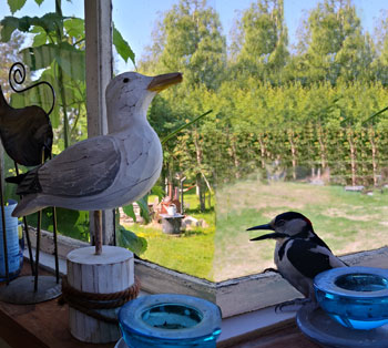 Hackis i Hörneå